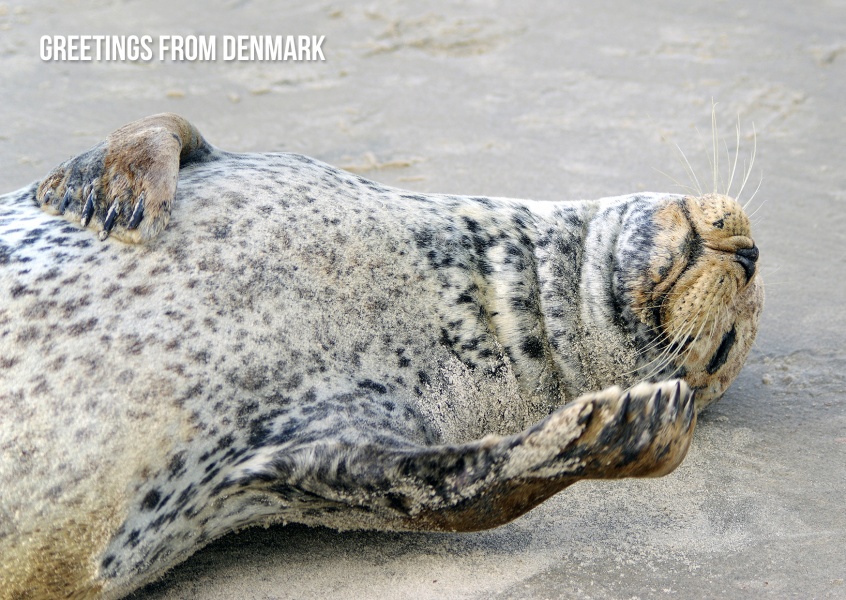 Greetings from Denmark Seehund
