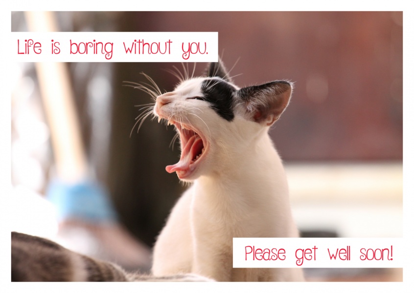photo of a cat yawning