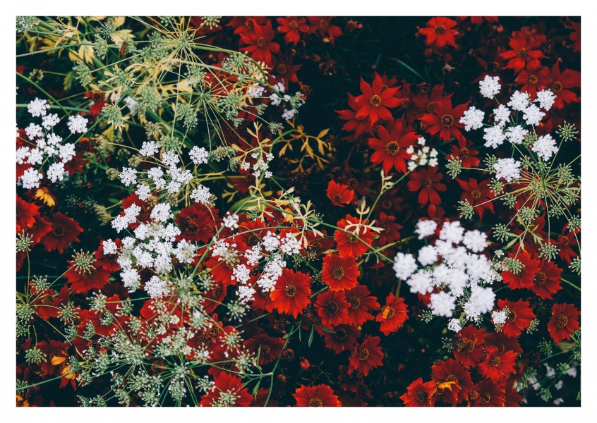 white and red flowers from above