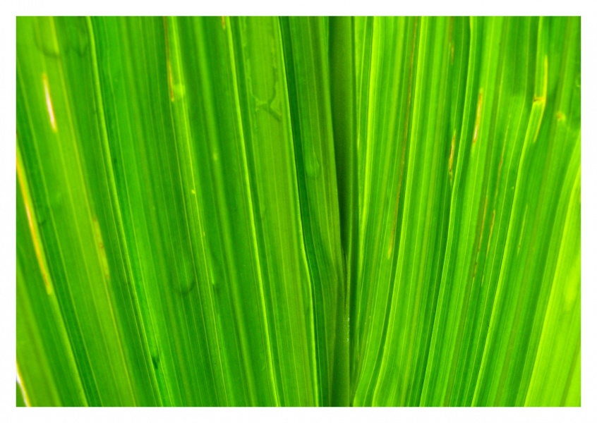 grünes Blatt Detailansicht