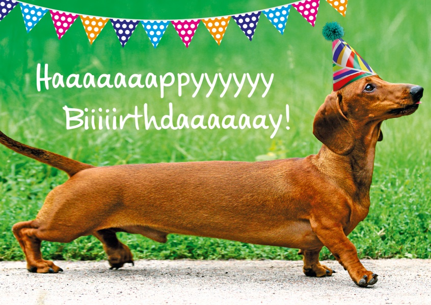dackel hund happy birthday geburtstags postkarte grusskarte