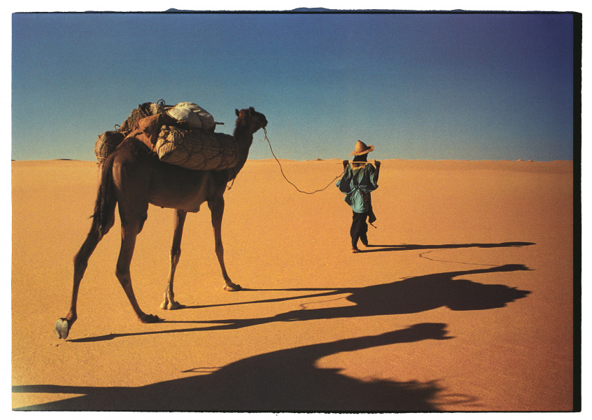 Desert touareg with camel