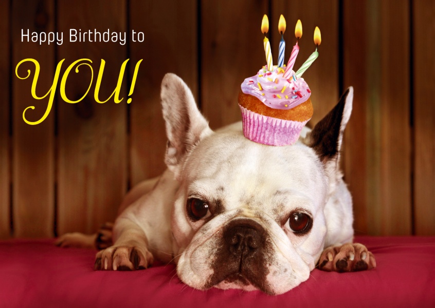 dog muffin candles happy birthday postcard greeting card