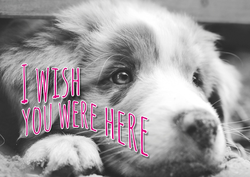sweet dog black and white postcard with quote