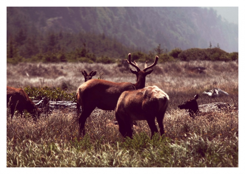Elks in nature