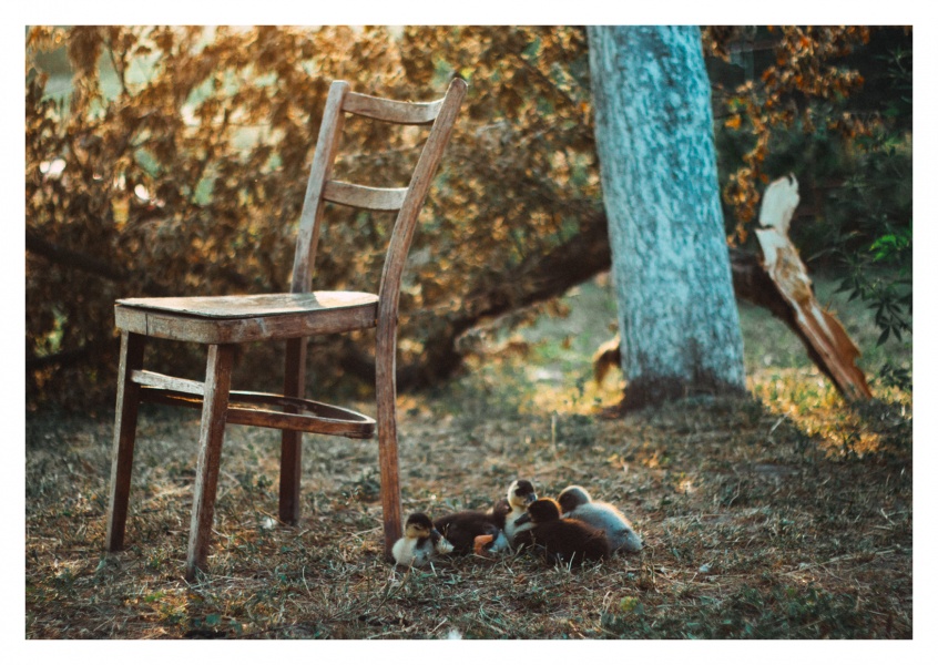 alter Stuhl im Garten mit Enten und Baum