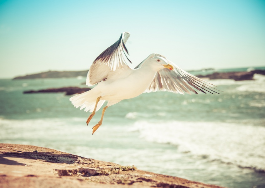 photo seagull