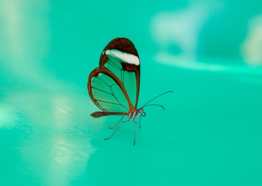 James Graf foto farfalla