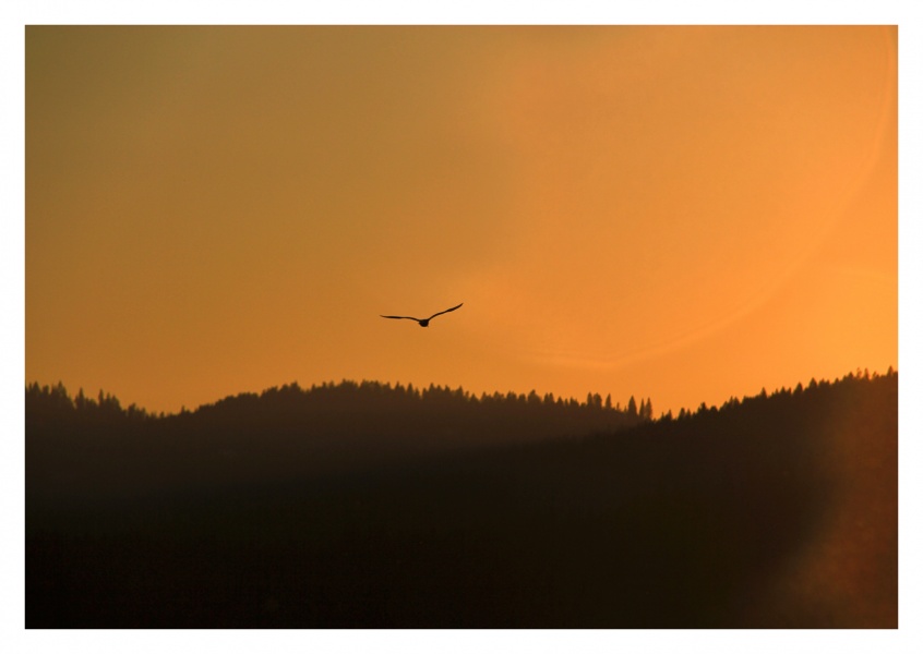 Foto von Vogel fliegt über Berge in der abendsonne