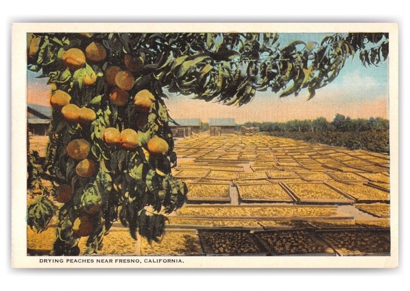 Fresno California Drying Peaches 