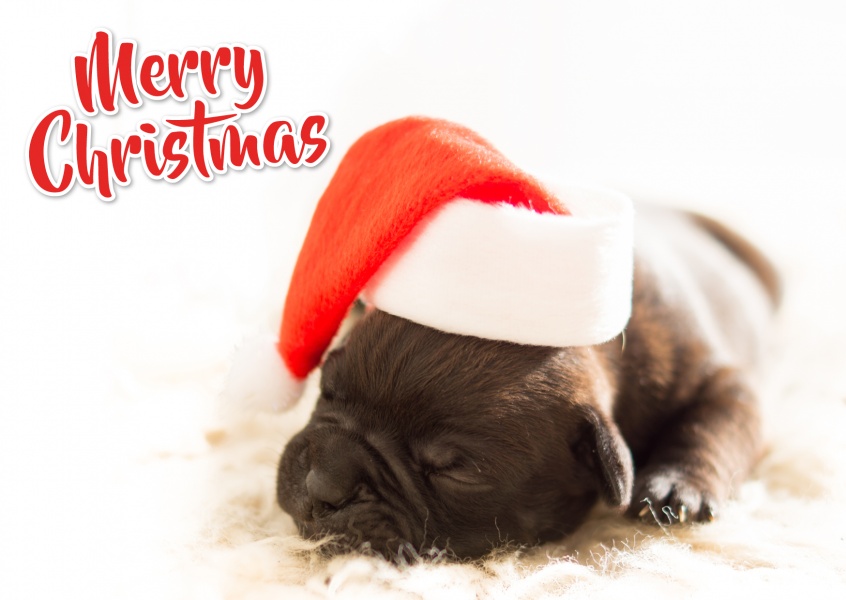 Writing Merry Christmas and puppy with Christmas cap