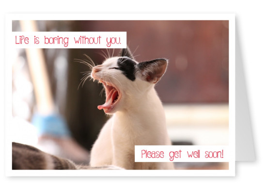 photo of a cat yawning