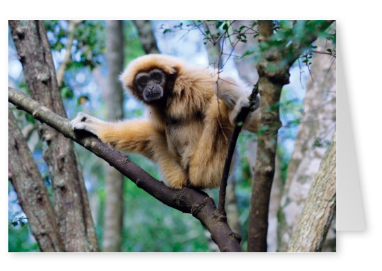 postcard ape