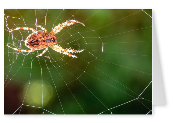 James Graf foto de la araña