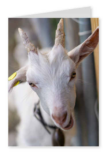 James Graf photo de chèvre