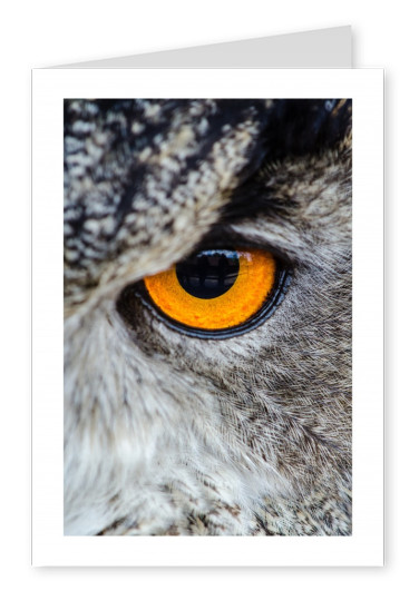 Close up of an owl