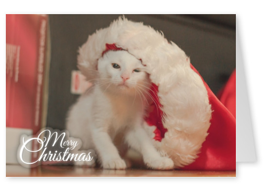 cute white kitten with christmas hat