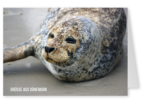 Greetings from Denmark seal