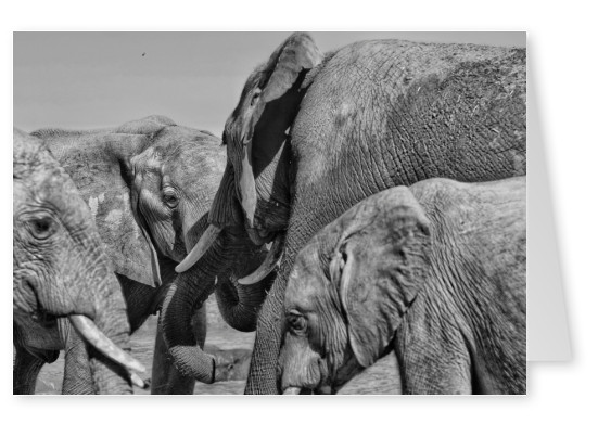 postcard elephants