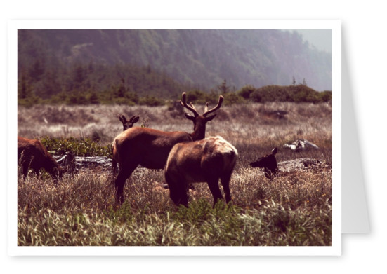 Elks in nature