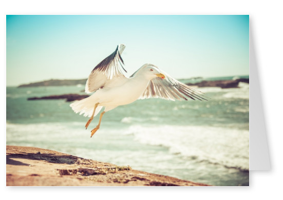 photo seagull