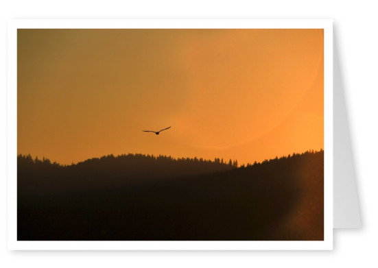 photo of a bird flying over mountains at sundown