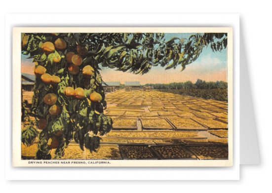 Fresno California Drying Peaches 