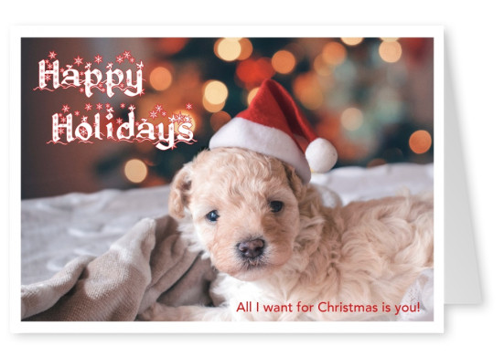 photo little dog puppy with santa claus hat