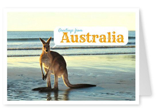 kangaroo on the beach postcard