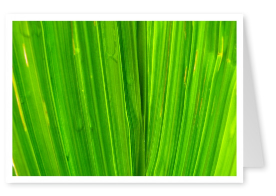 green leaf detai