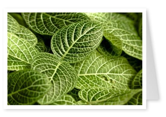green leaves with pattern