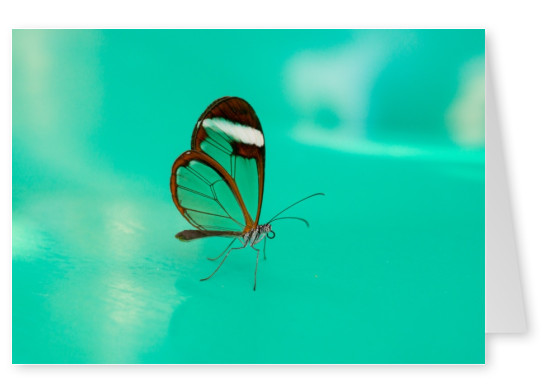 James Graf foto de la mariposa