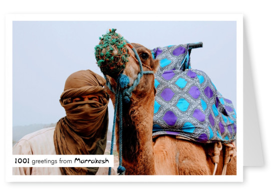 Foto Beduin med kamel