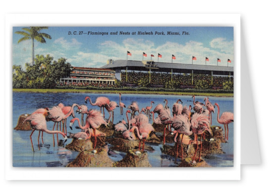 Miami, Florida, flamingos and nests at Hialeah Park