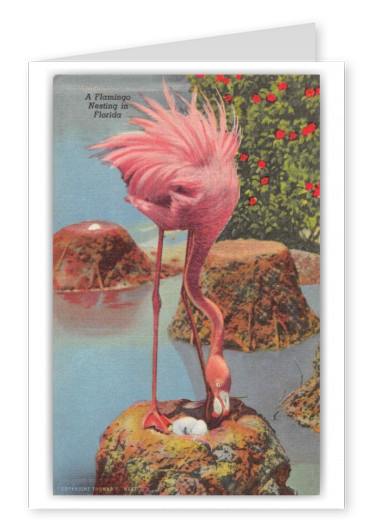 Miami Florida Hialeah Park Flamingo Nesting