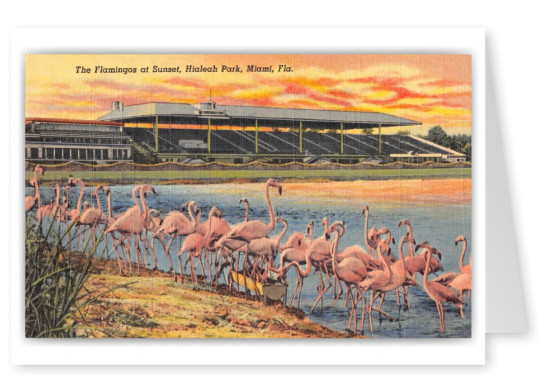 Miami Florida Hialeah Park Race Track Grand Stand The Flamingos at Sunset
