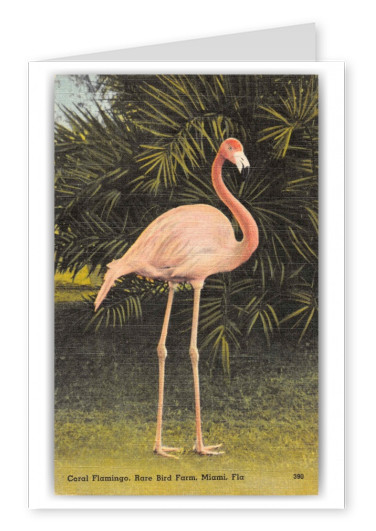 Miami Florida Rare Bird Farm Coral Flamingo