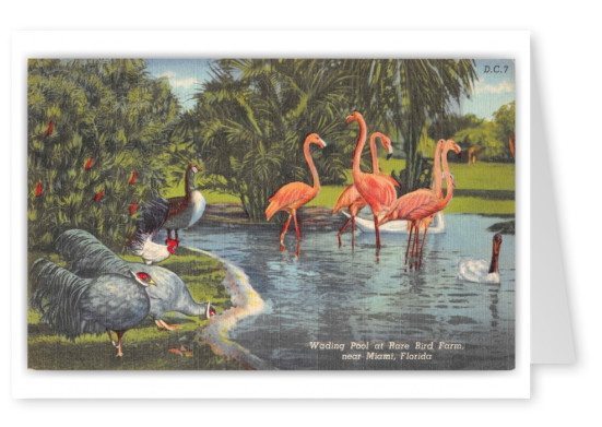Miami Florida Rare Bird Farm Wading Pool