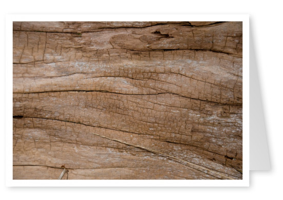tree wood detail