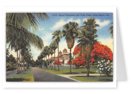 Palm Beach, Florida, Royal Poinciana and Palm Trees