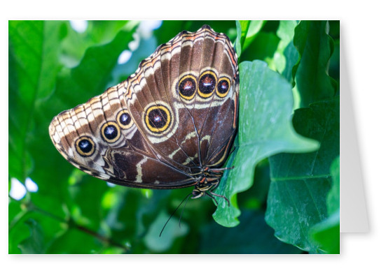 James Graf photo papillon