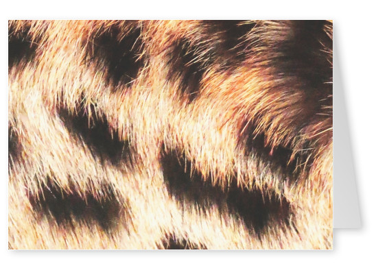 Ballack Arte Casa a pelle di leopardo