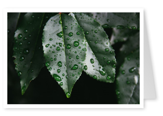 Dark leaf with raindrops