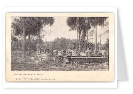 Sanford, Florida, Crating Celery