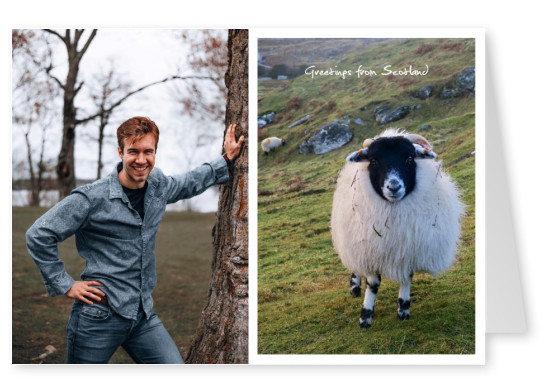 Photo scottisch highland sheep