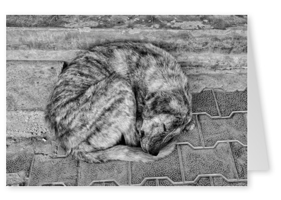 postcard  Sleeping Dog