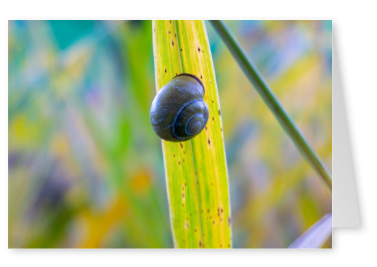 James Graf photo snail