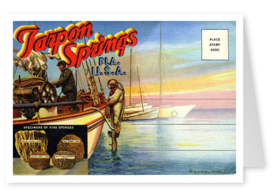 Curt Teich Postal Arquivos De Coleta De Tarpon Springs, Flórida