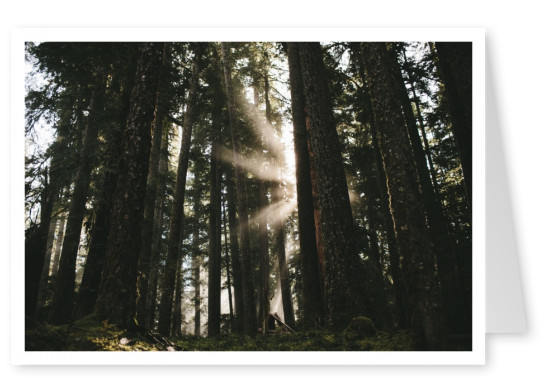 forest with sun rays