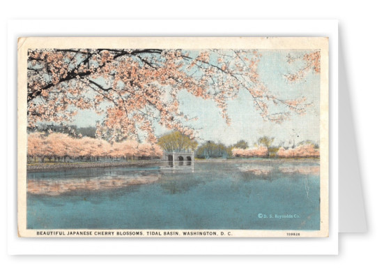 Washington DC, Cherry Blossoms, Tidal Basin